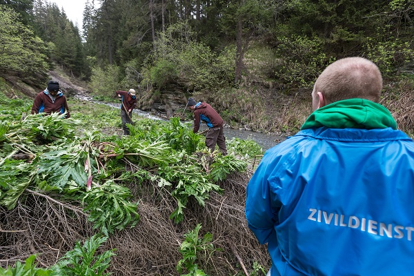 Zivis im Einsatz für den Landschafts- und Naturschutz. © Arno Balzarini 00 ZIVI MEDIENBILDER NEOPHYTEN 280513 04verkl