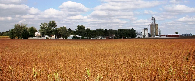 Sojabohnen Cambria Indiana